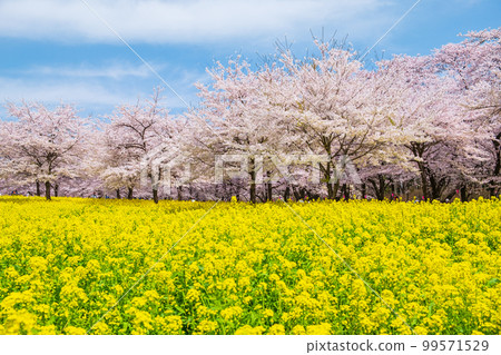 赤城南側的千本櫻和油菜花 99571529