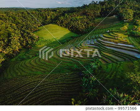 Rice terraces with forest and morning sunlight. Countryside with fields in Bali island. Aerial view Rice terraces with forest and morning sunlight. Countryside with fields in Bali island. Aerial view 99571566