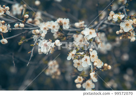 Branch of blossoming cherry plum in spring. 99572070