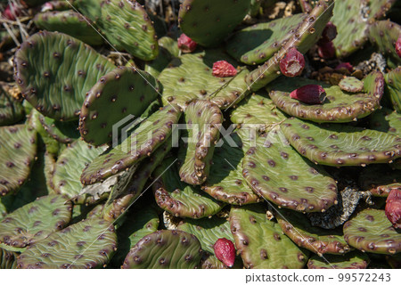 Wild Prickly Pear Cactus, Opuntia in spring. Crimea Wild Prickly Pear Cactus, Opuntia in spring. Crimea 99572243