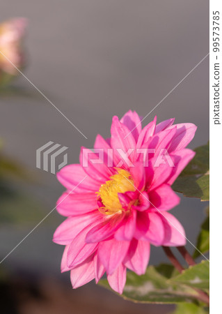 亮粉色大麗花 99573785