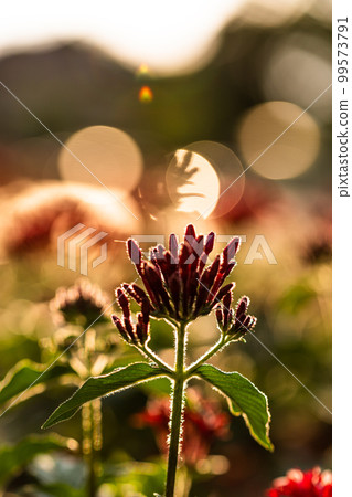 Impressive scenery with the verbena buds illuminated by the setting sun 99573791