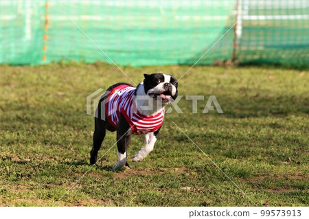 Mighty, a Boston Terrier wearing a striped shirt happily dashing at the spring dock run Mighty, a Boston Terrier wearing a striped shirt happily dashing at the spring dock run 99573913