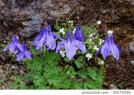 Aquilegia flowers on the Yatsugatake mountain range and Yokodake ridgeline Aquilegia flowers on the Yatsugatake mountain range and Yokodake ridgeline 99574366