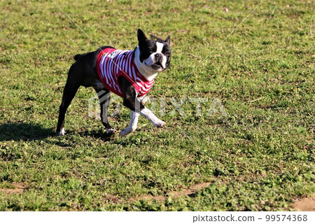 Mighty, a Boston Terrier wearing a striped shirt happily running through the spring dog run Mighty, a Boston Terrier wearing a striped shirt happily running through the spring dog run 99574368