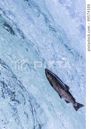 Photo capturing the moment of jumping in cherry salmon Photo capturing the moment of jumping in cherry salmon 99574389