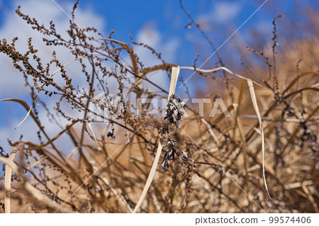 Asuwa riverbed Asuwa riverbed 99574406