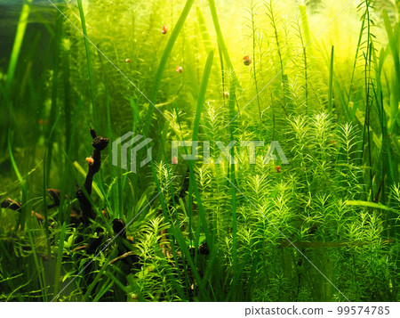 Aquatic plant tank and small shellfish Aquatic plant tank and small shellfish 99574785