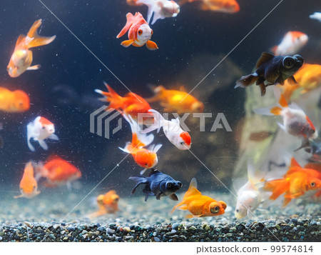Scratched aquarium with many goldfish swimming 99574814