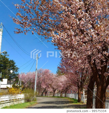北海道帶廣的一排櫻花樹 99575334
