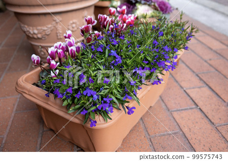 Group of pink cyclamen and purple lobelia 99575743