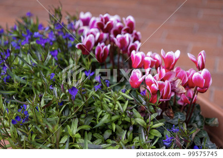 一組粉色仙客來和紫色半邊蓮 99575745