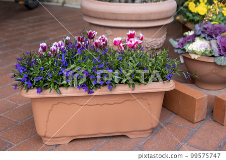 Group of pink cyclamen and purple lobelia 99575747