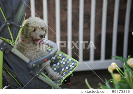dog in trolly in park. dog in trolly in park. 99575826