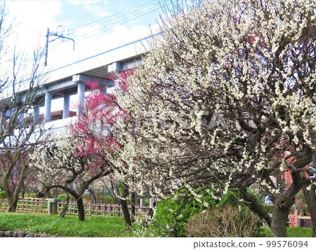 東京都大田區聖石蒲田梅屋敷公園 99576094
