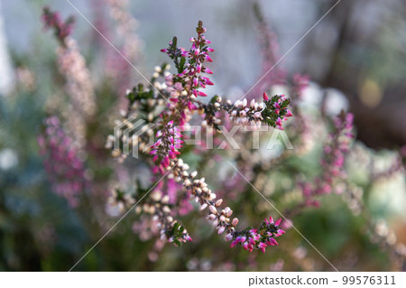 Pink calluna flower (Oyanagigi) 99576311