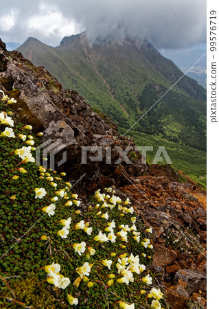 阿彌陀岳,雲從八嶽山脈和岩梅盛開的橫嶽山脊線升起 阿彌陀岳,雲從八嶽山脈和岩梅盛開的橫嶽山脊線升起 99576719