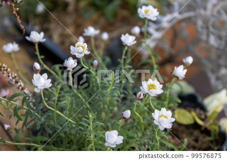 Small cute white flowers "Hana Kanzashi" Small cute white flowers "Hana Kanzashi" 99576875