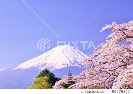 Spring Fuji in Japan and cherry blossoms Spring Fuji in Japan and cherry blossoms 99576892