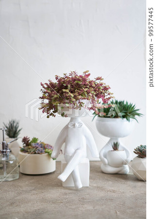 Potted House plant in white ceramic human like pot Potted House plant in white ceramic human like pot 99577445