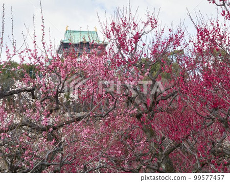 Bairin of Osaka Castle 99577457