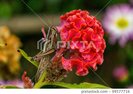 Patanga japonica perched on a cockscomb 99577716