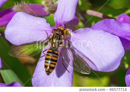 Hosohirataabu perching on a flower 99577718