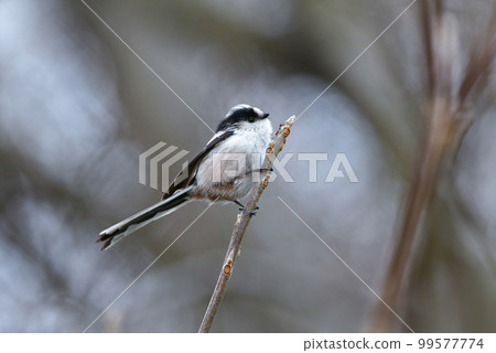 熟悉又可愛的野鳥彩旗現身隆冬雪景 熟悉又可愛的野鳥彩旗現身隆冬雪景 99577774