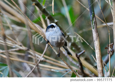 Familiar and cute wild bird bunting showing its appearance in the midwinter snow scene 99577775