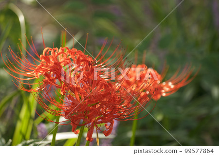 群集孤挺花 群集孤挺花 99577864