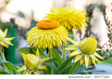 yellow corolla (Helichrysum) yellow corolla (Helichrysum) 99577869