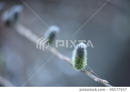 早春的褪色柳（Nekoyanagi） 99577937