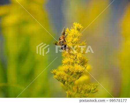 Goldenrod and Hoverfly Goldenrod and Hoverfly 99578177