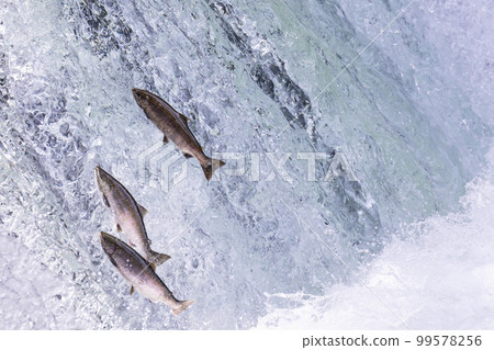 逆流而上的耀眼櫻桃鮭魚 99578256
