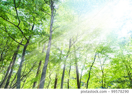 Fresh green and sunbeams Fresh green and sunbeams 99578290