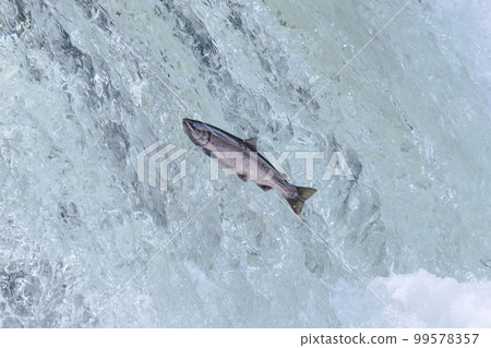 捲土重來的鮭魚的櫻桃鮭魚風景 捲土重來的鮭魚的櫻桃鮭魚風景 99578357