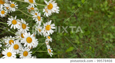 Chamomile flowers on the background of green grass Chamomile flowers on the background of green grass 99578408