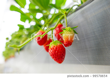 closeup strawberry grown in greenhouses plant. red fresh sweet fruit in clean farm 99578654
