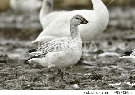 A beautiful waterfowl with pure white feathers that can be seen in rice fields in the middle of winter, the snow goose is a rare bird. A beautiful waterfowl with pure white feathers that can be seen in rice fields in the middle of winter, the snow goose is a rare bird. 99578696