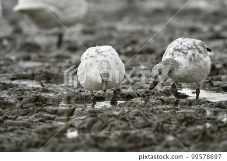 雪雁是一種美麗的水禽,有著潔白的羽毛,在隆冬的稻田裡隨處可見,是一種珍稀鳥類。 雪雁是一種美麗的水禽,有著潔白的羽毛,在隆冬的稻田裡隨處可見,是一種珍稀鳥類。 99578697