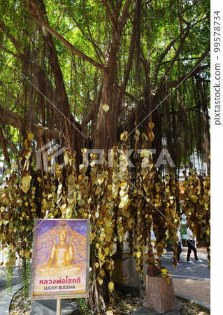 Lucky Buddha and a tree with many wishes in Wat Saket, Thailand 99578734