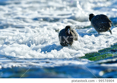 Coot，一種常見的黑白水禽，常見於公園的池塘、河流和海灘 99578904