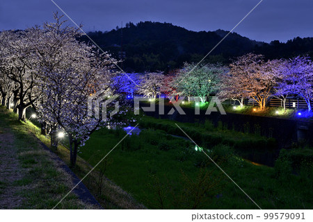 Omoi River cherry blossom trees light up 99579091