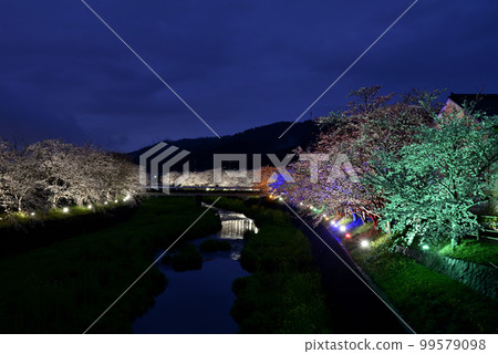 Omoi River cherry blossom trees light up 99579098