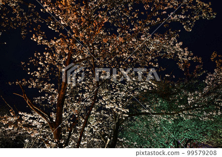 Omoi River cherry blossom trees light up 99579208