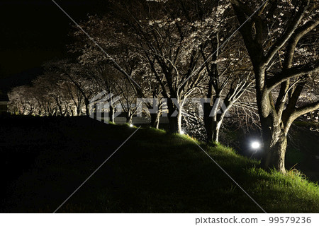 Omoi River cherry blossom trees light up 99579236