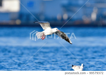 冬天在海岸和水邊都能看到的純白色水鳥，熟悉的黑頭鷗 99579372