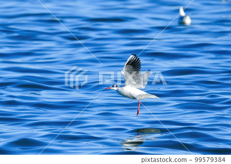 A pure white waterfowl that can be seen on the coast and waterside in winter, a familiar black-headed gull A pure white waterfowl that can be seen on the coast and waterside in winter, a familiar black-headed gull 99579384