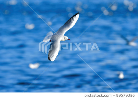 冬天在海岸和水邊都能看到的純白色水鳥，熟悉的黑頭鷗 99579386