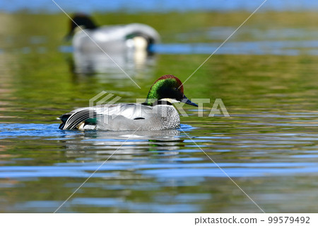 Migratory figs with beautiful emerald green and wine red feathers 99579492